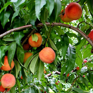 Саженцы Персик Топ Свит