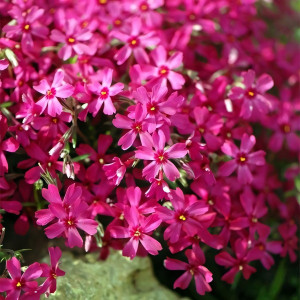 Саженцы Флокс шиловидный Atropurpurea (Атропурпуреа)