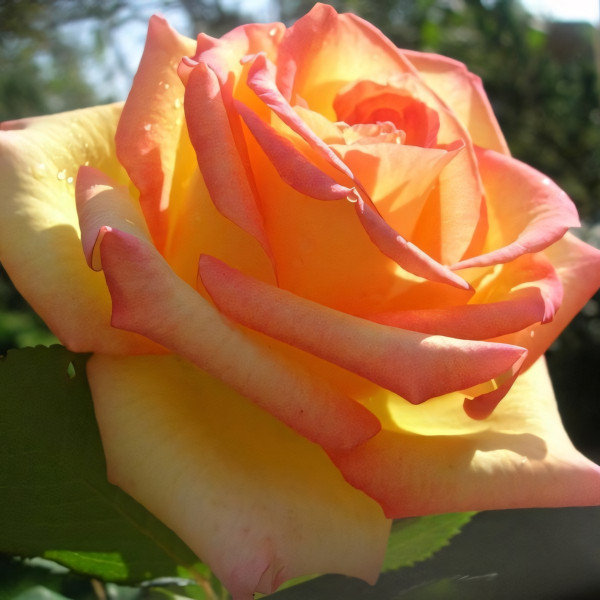 Саженцы Роза чайно-гибридная Амбианс