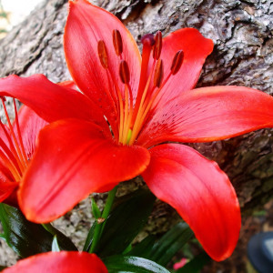  Лилия азиатская Red County (Рэд Каунти)