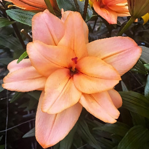  Лилия азиатская Falmarin (Фальмарин)