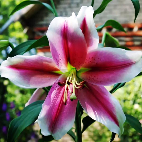 Луковицы  Лилия LOO гибрид Pink Brilliant (Пинк Бриллиант) (3шт.)