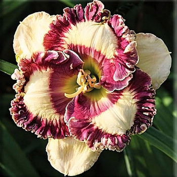 Саженцы Лилейник Happy Happy (Хэппи Хэппи)