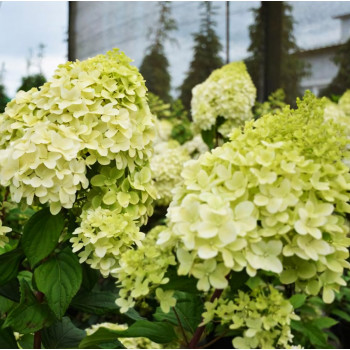 Гортензия метельчатая Diamantino (Диамантино)