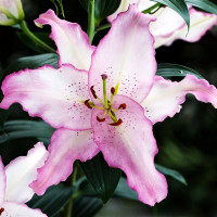 Луковицы  Лилия восточная Brasilia (Бразилия) (3шт.)