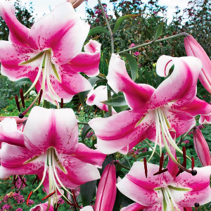  Лилия ОТ гибрид Anastasia (Анастасия)