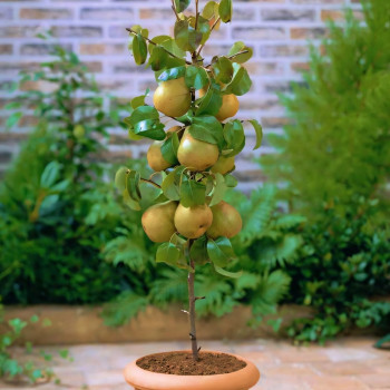 Саженцы Груша колоновидная Найт Верт