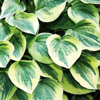 Саженцы Хоста Cameo (Камео) S