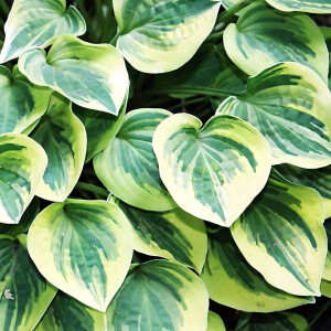 Саженцы Хоста Cameo (Камео) S