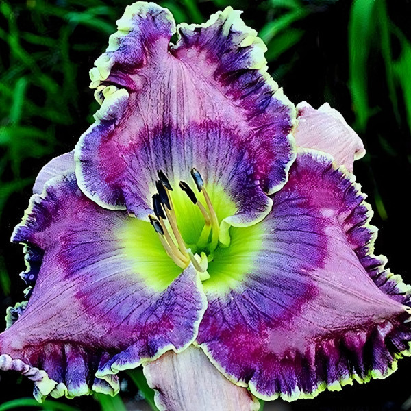 Саженцы Лилейник Blue Rhino (Блю Рино)