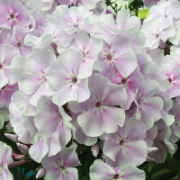 Саженцы Флокс Зимнее Утро