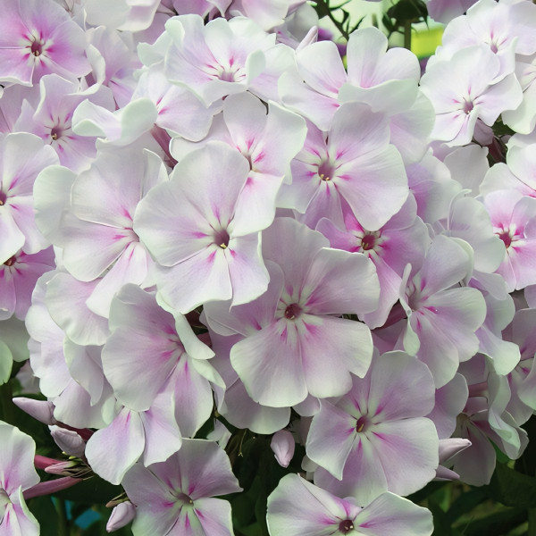 Саженцы Флокс Зимнее Утро