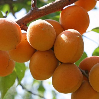 Саженцы Абрикос Северный Триумф