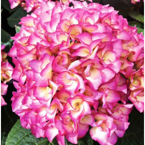 Гортензия крупнолистная Grafin Cosel (Графин Косел)