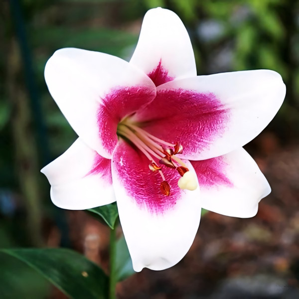 Луковицы Саженцы Лилия ОТ гибрид Passion Moon (Пашшн Мун) (3шт.)