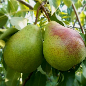 Саженцы Груша Адмирал Жерве