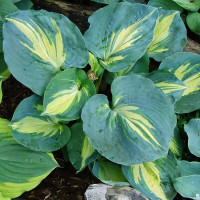 Саженцы Хоста Dream Queen (Дрим Квин) М