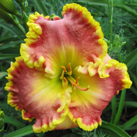 Саженцы Лилейник Dr. Jerrold Corbett (Доктор Джерольд Корбет)