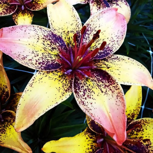  Лилия биколор азиатская Tribal Dance (Трибал Данс)