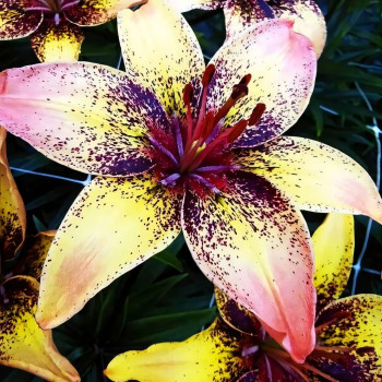  Лилия биколор азиатская Tribal Dance (Трибал Данс)