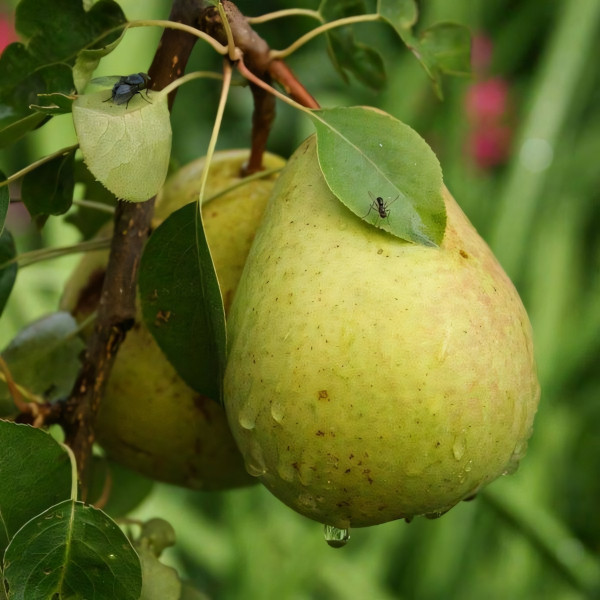 Саженцы Груша Рогнеда