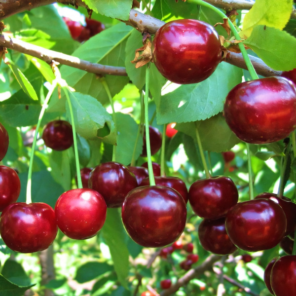 Саженцы Вишня Загорьевская