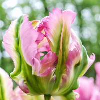 Луковицы Тюльпан попугайный Грин Вейв (в упаковке - 3шт.)