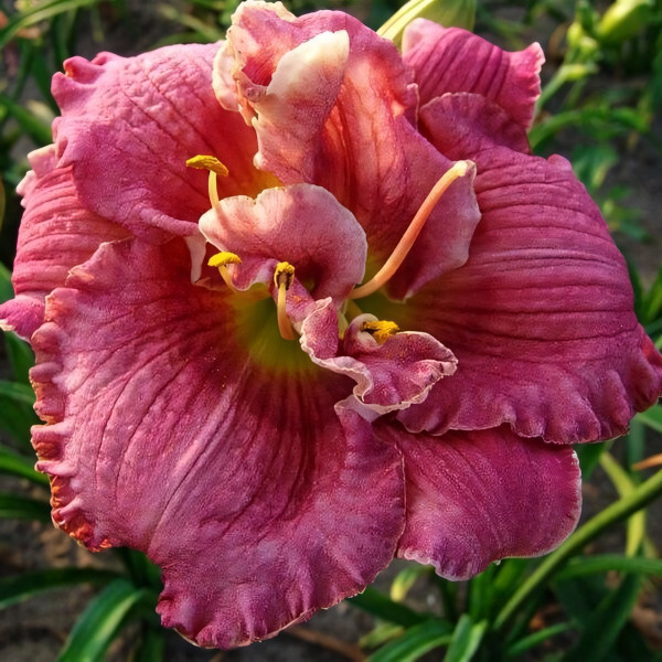 Саженцы Лилейник Over the Top (Овер Зе Топ)