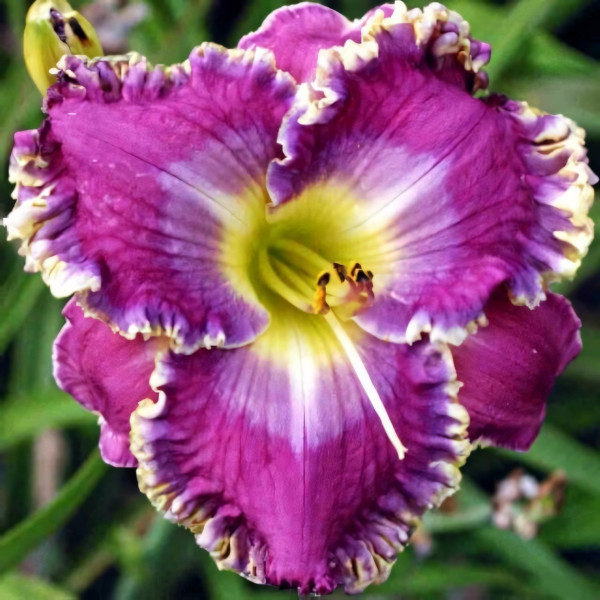 Саженцы Лилейник Danny Steve Mitchell (Дэнни Стив Митчелл)