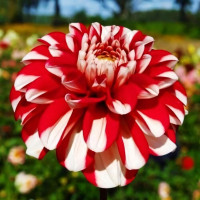 Саженцы Георгина декоративная Jamaica (Ямайка)