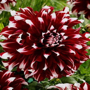 Саженцы Георгина макси X Factor (Икс Фактор)