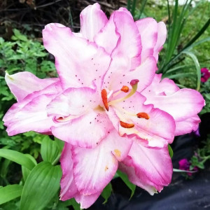  Лилия восточная Beautytrend (Бьютитренд)