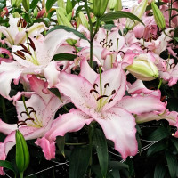 Луковицы  Лилия восточная Brasilia (Бразилия) (3шт.)