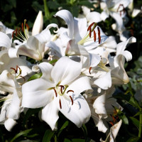 Луковицы Саженцы Лилия ОТ гибрид Zambesi (Замбези) (3шт.)