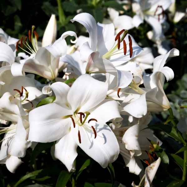 Луковицы Саженцы Лилия ОТ гибрид Zambesi (Замбези) (3шт.)