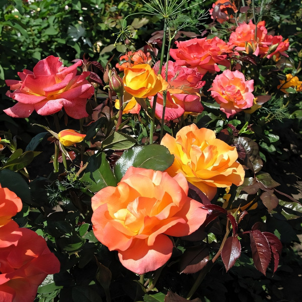 Саженцы Роза чайно-гибридная Голден Дракон