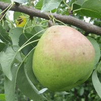 Саженцы Груша Полесская
