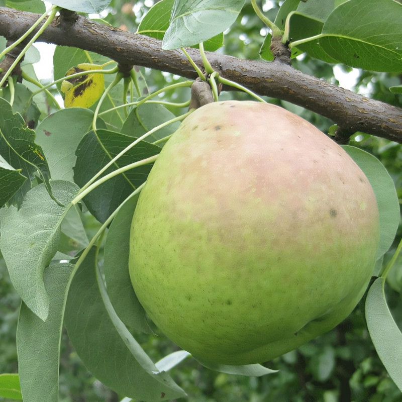 Саженцы Груша Полесская