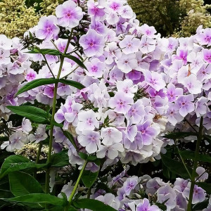 Саженцы Флокс Lavendelwolke (Лавенделвольке)