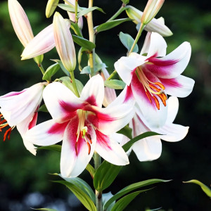  Лилия ОТ гибрид Altari (Алтари)