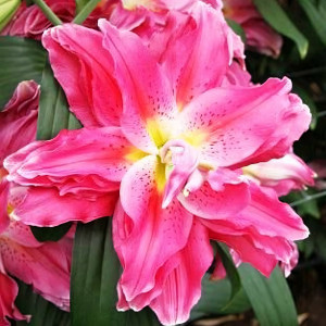  Лилия RoseLily Джулия