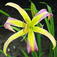 Саженцы Лилейник String-Bikini (Стринг-Бикини)