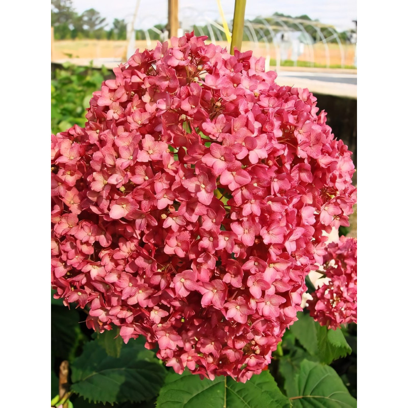 Саженец Гортензия древовидная Bella Anna