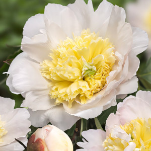 Пион Хани Голд