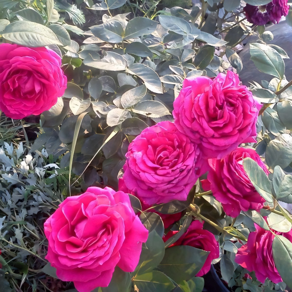 Саженцы Роза чайно-гибридная Шакира