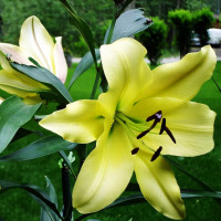 Луковицы Саженцы Лилия ОТ гибрид Bellville (Бельвилль) (3шт.)