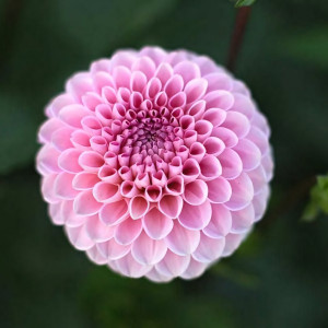 Саженцы Георгина Wizard Of Oz