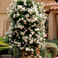 Саженцы Роза плетистая Айсберг