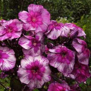 Саженцы Флокс Старый Маяк