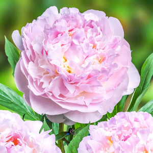 Пион Блаш Квин